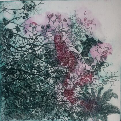 Bougainvillea (Colour 3)