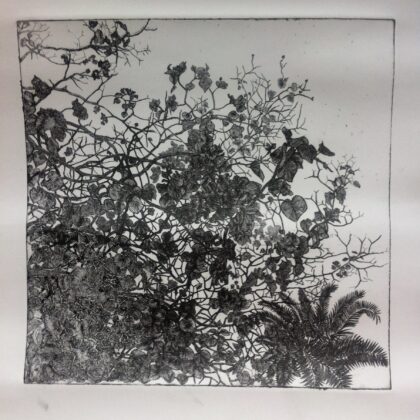 Bougainvillea (Proof Print)