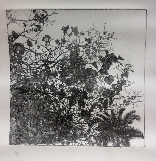 Bougainvillea (Proof Print)