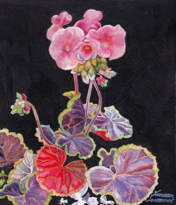 Geraniums