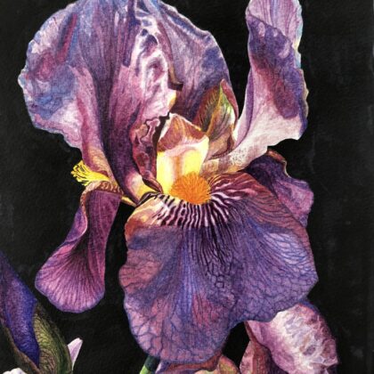 Iris 2