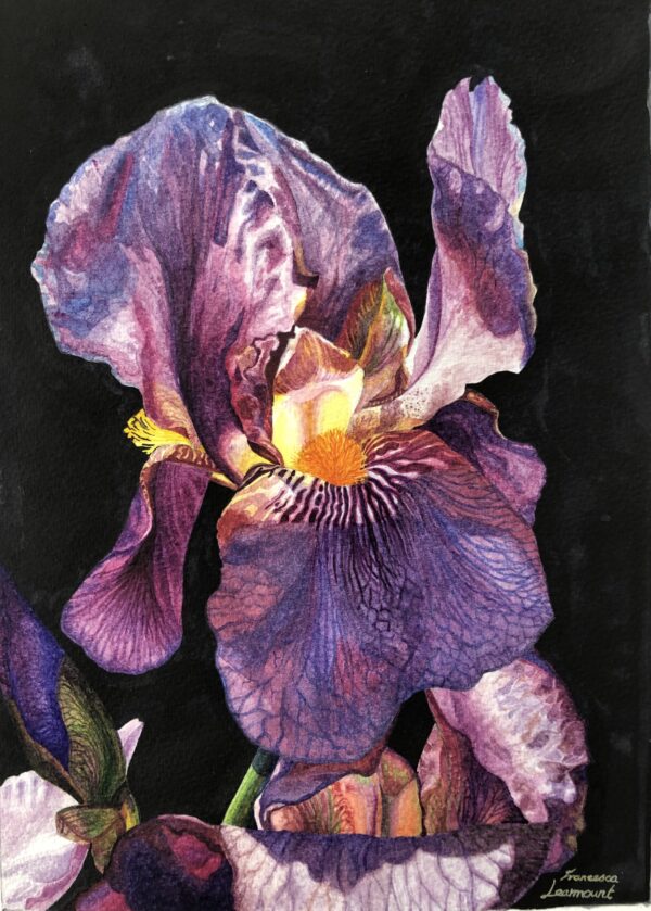 Iris 2