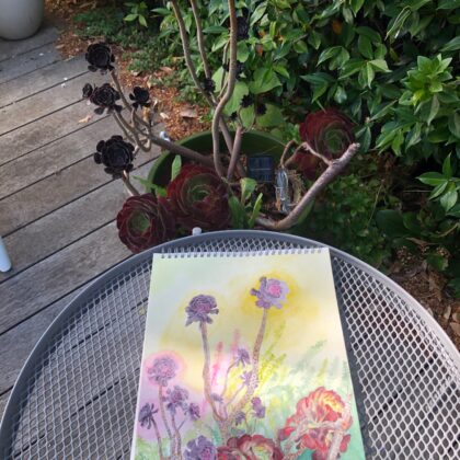 The 'Aeoniums' watercolour (in context)